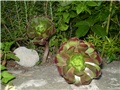 aeonium